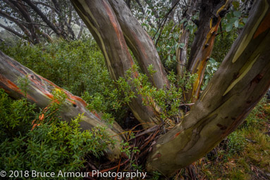 Mount Buffalo