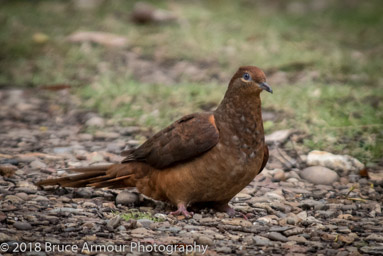 1/1000 sec at f/6.3, ISO 2200, 400 mm (80-400 mm f/4.5-5.6) Lens