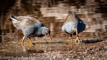 Gwydir River, Bingara - 1/400 sec at f/7.1, ISO 500, 400 mm (80-400 mm f/4.5-5.6) Lens