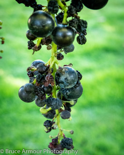 Merlot Grapes