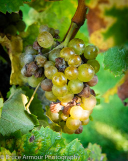 (Rhine) Riesling Grapes