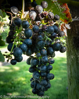 Syrah (Shiraz) Grapes