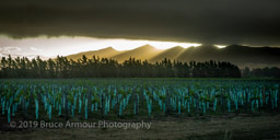 March 27, 2019 - NZ Grape Vines