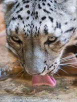 Snow Leopard Drinking - Photo taken at Taronga Zoo